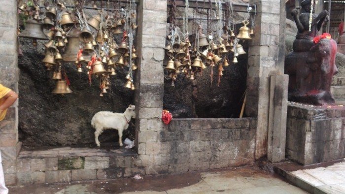 Kamakhya Chram s kozou cakajucou na obetovanie.JPG