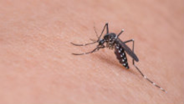 Horúčka Západného Nílu a komáre