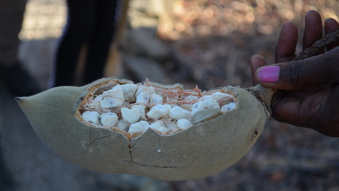 1-baobab1.JPG