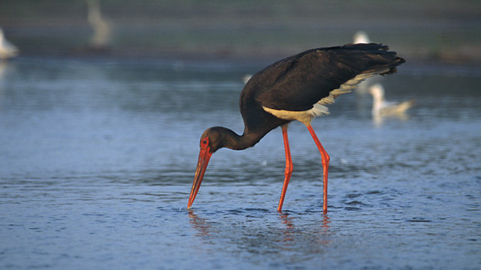Rare young black stork rescued in Tatras doing well
