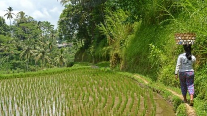 BALi_18-2-512x340.jpg