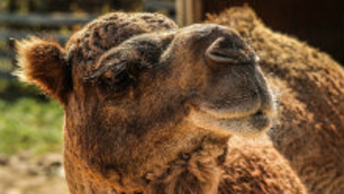 Horúčava a zvieratá v zoo 