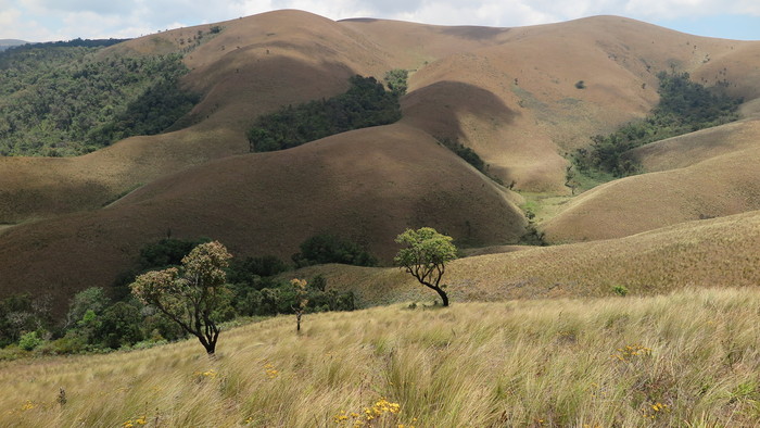 Nyika NP, Yorkshire s antilopami.JPG