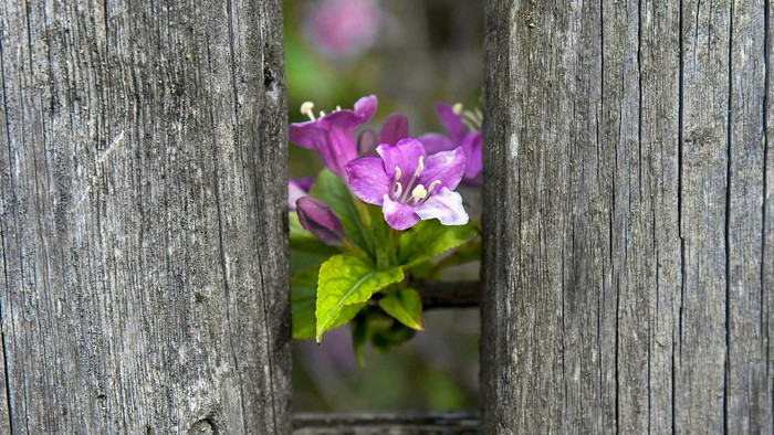 Sedem bolestí a jedna nádej