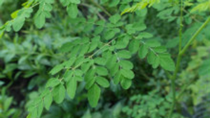Moringa olejodárna