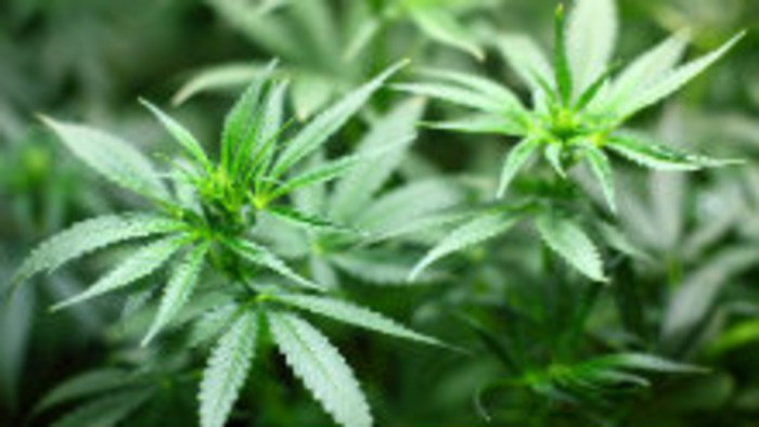 Marihuana a autisti
