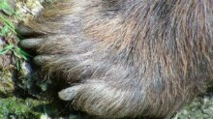 Zatúlaný medveď v Prešove