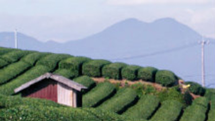 Japonsko - krajina čaju, čajovej keramiky a tajfúnov