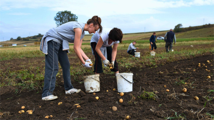 Crop theft rampant in eastern Slovakia