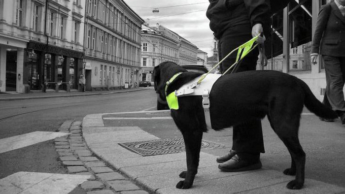 Blindenführhunde sollte man nicht stören
