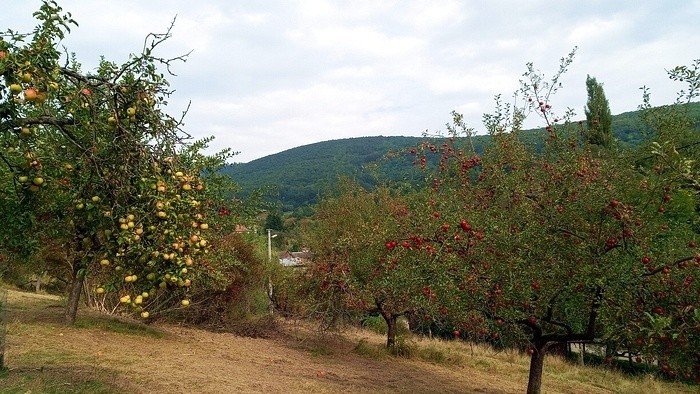 005_obst-nova-bosaca Kay Zeisberg.jpg