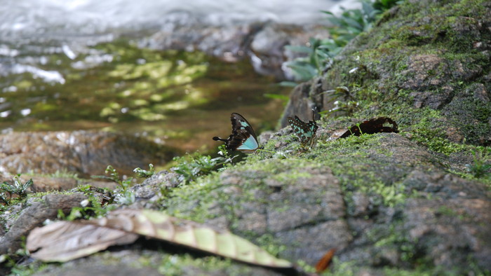 Korup National Park 6.JPG