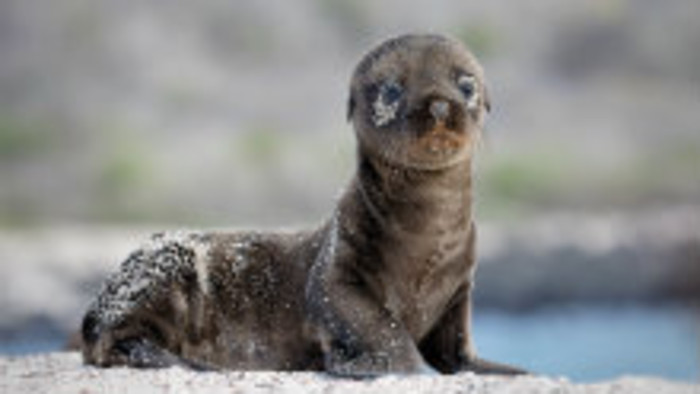 Galapágy