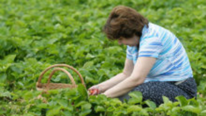 Klub farmárov: Samozber ovocia