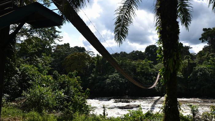 Korup National Park 1.jpg