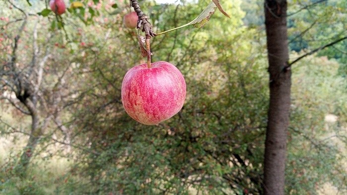 002_obst-nova-bosaca Kay Zeisberg.jpg