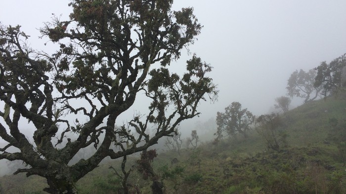Mt Cameroon 6.JPG