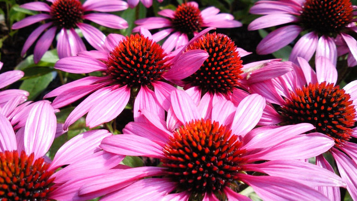 Echinacea