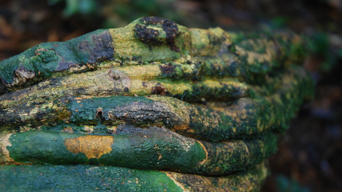 Korup National Park 3.JPG