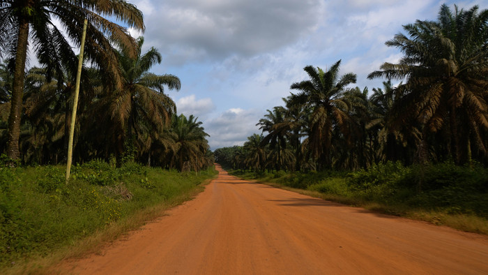 Korup National Park 2.jpg