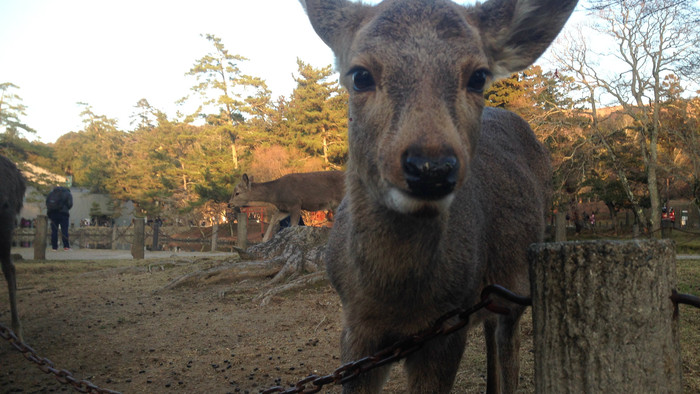 Nara.JPG