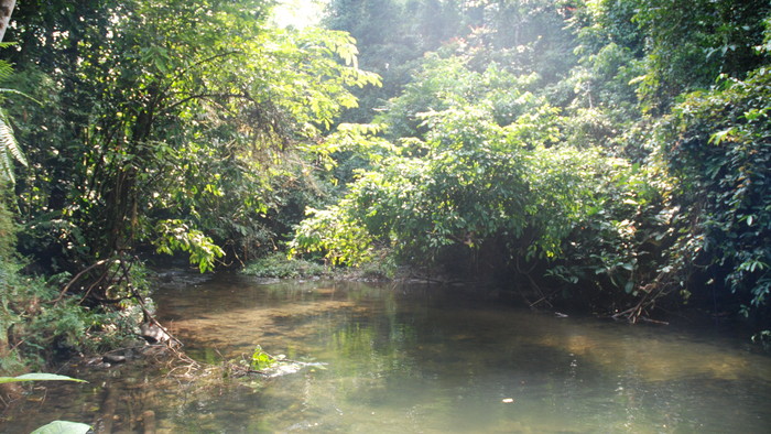 Korup National Park 4.JPG