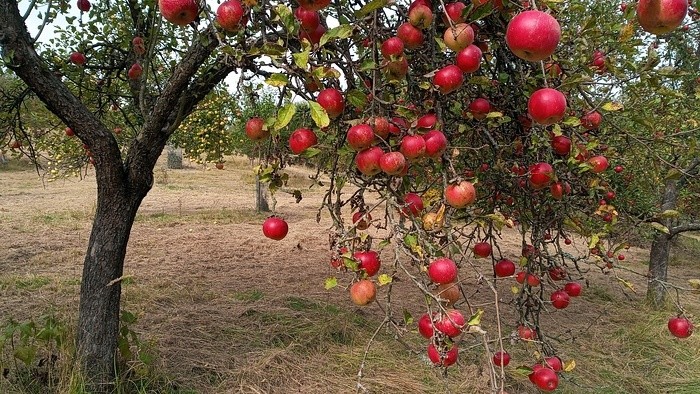 003_obst-nova-bosaca Kay Zeisberg.jpg