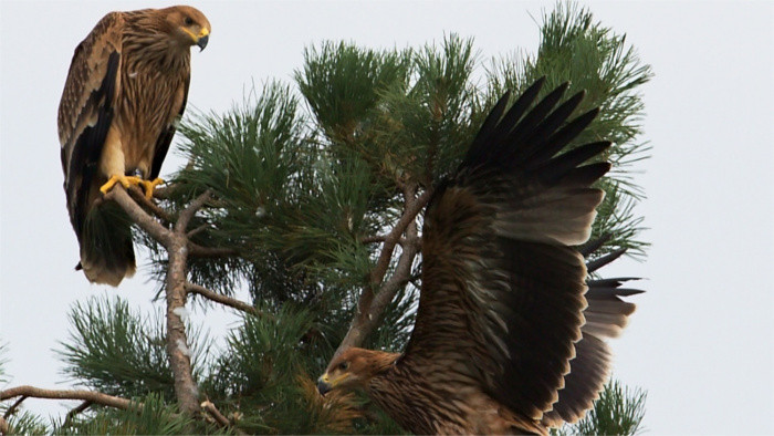L’aigle royal : chaque individu compte