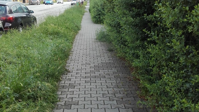 kosenie trnava.jpg