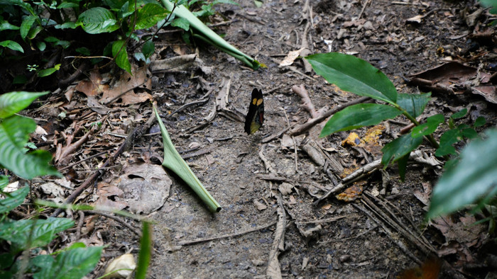 Korup National Park 7.jpg