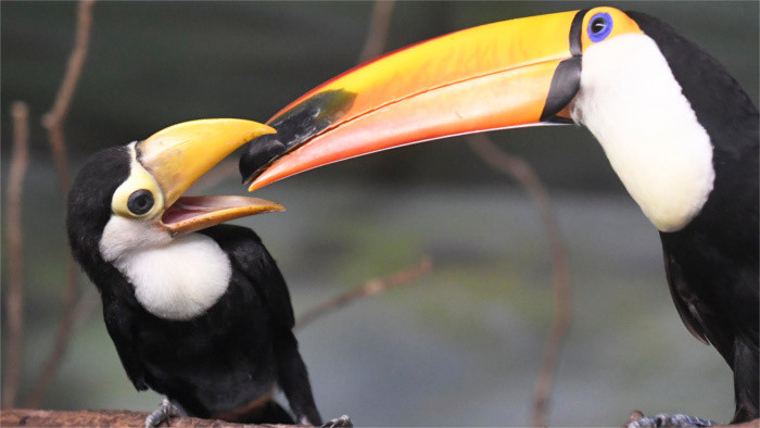 2 petits toucans tocos au zoo de Košice