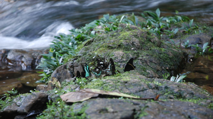 Korup National Park 5.JPG