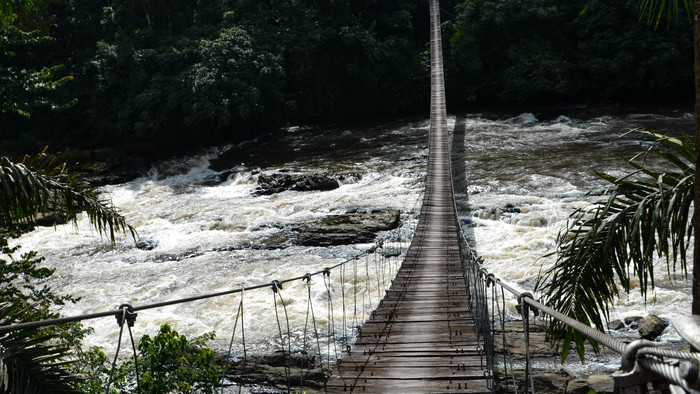 Korup National Park.jpg