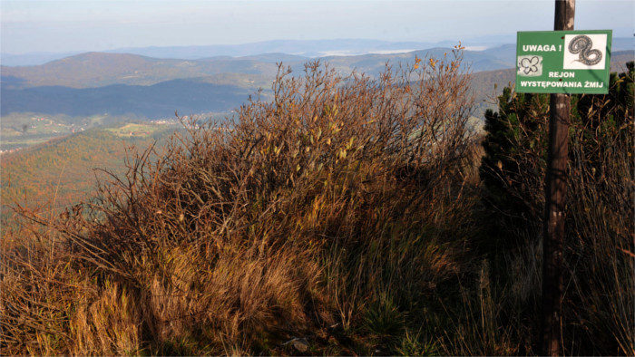 Babia Hora: Feuchtgebiet und Urwald 