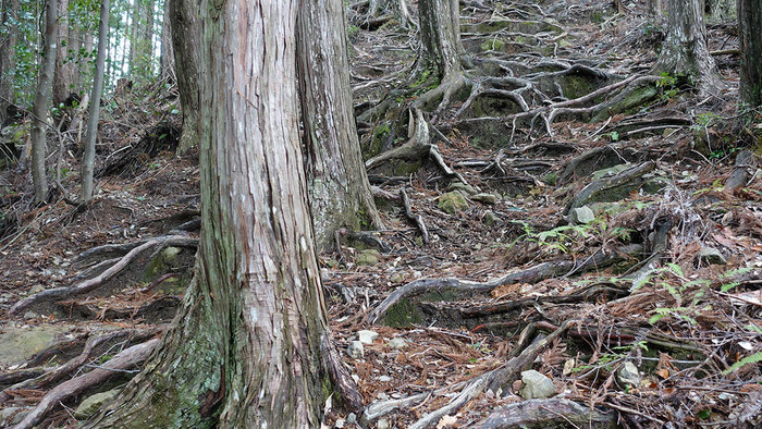 DSC02685.jpg