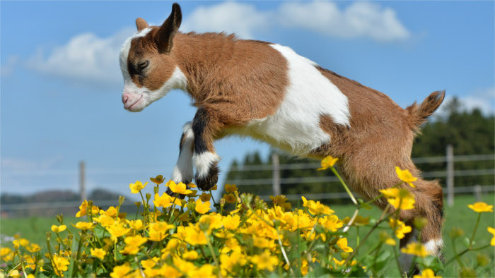 Number of goats bred in Slovakia grew in 2015