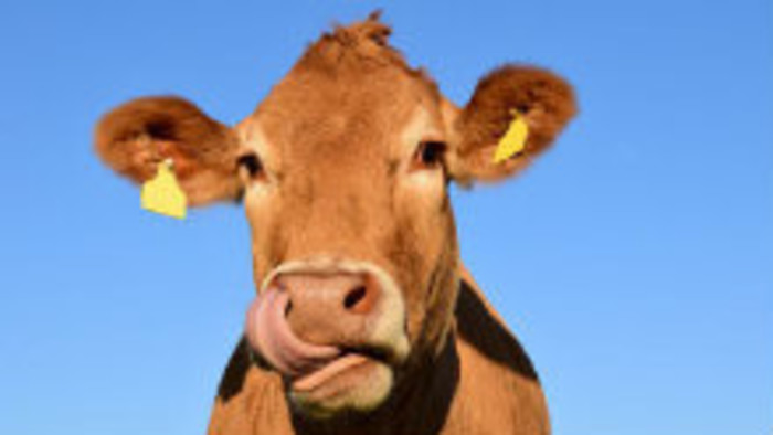 Hospodárske zvieratá a antibiotiká