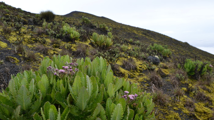 Mt Cameroon 3.JPG