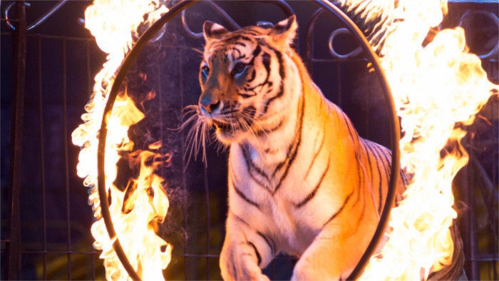 No more elephants in circuses!