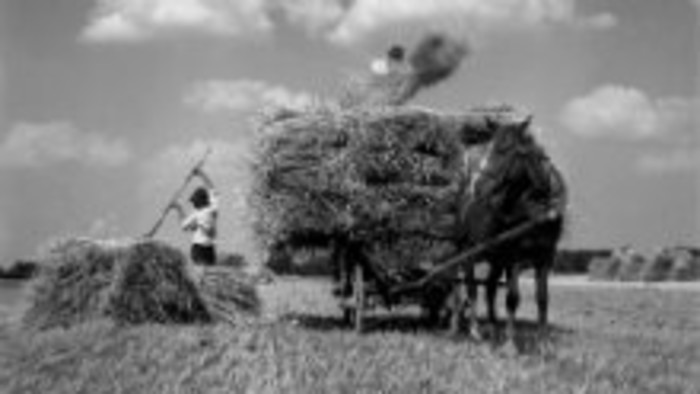 Historická žatva v Lubine-Kopcovom