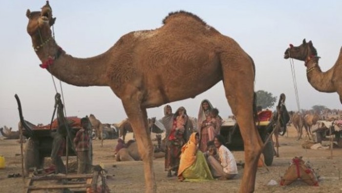 A rare Bactrian camel greets visitors at the Košice Zoo