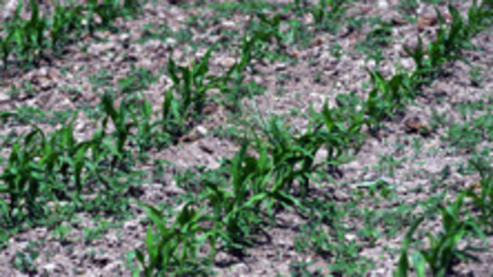 Sucho, klimatická zmena a agropodnikanie