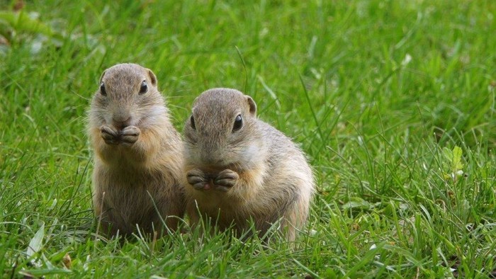 Zvieratká zo slovenskej prírody vo večerníčkovom seriáli