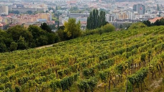 Vinohrady - Salvemos los viňedos de nuestra capital!
