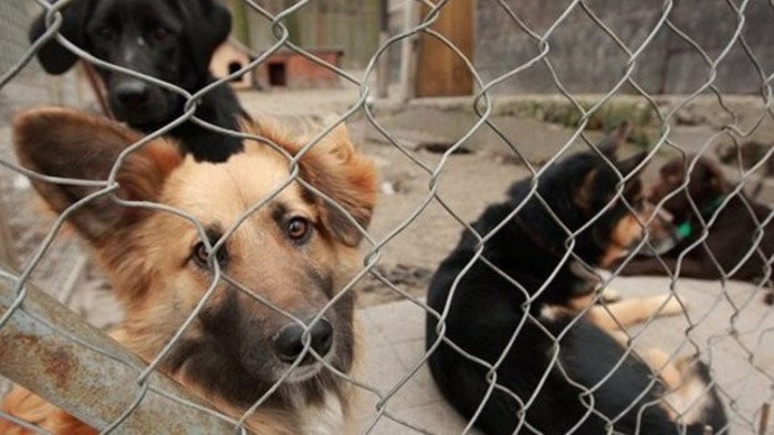 Petition gains traction for animal rights in Slovakia