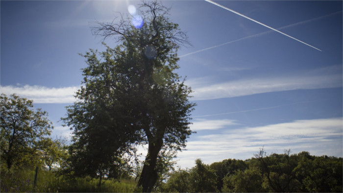 „Europäischer Baum des Jahres“ aus der Slowakei?