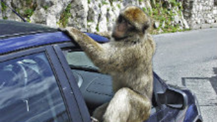 Kuriozity pri prevoze zvierat