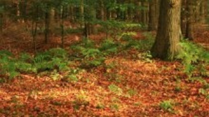 Ako sa mení príroda na jeseň – 4. časť