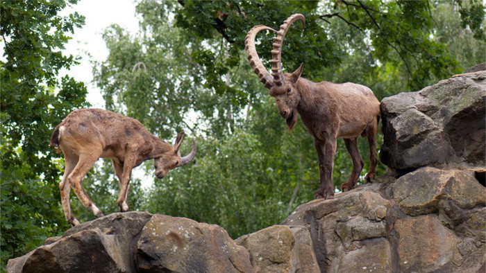 Kosice Zoo to open new facility for Siberian Ibex