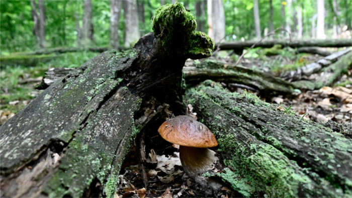 Los silvicultores eslovacos quieren volver nuevamente a los sistemas de agroforestería